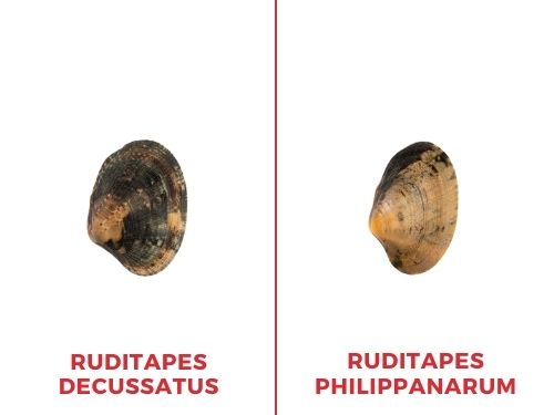 Tabella differenze vongole veraci Ruditapes Decussatus e Ruditapes Philippanarum