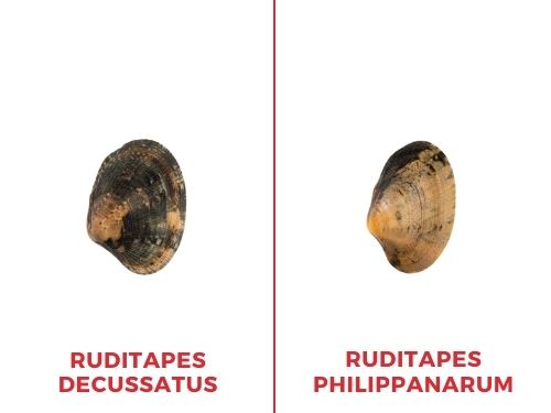 Scopri quali sono le principali differenze tra le vongole veraci Ruditapes Decussatus e Ruditapes Philippanarum! Tabella differenze vongole veraci Ruditapes Decussatus e Ruditapes Philippanarum