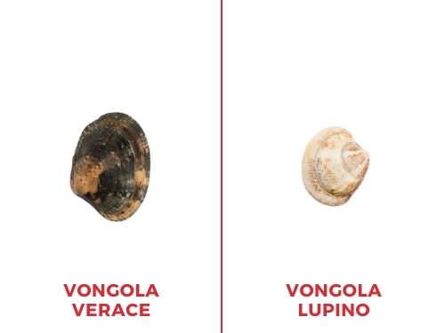 Apparentemente simili tra loro ma in grado di modificare il sapore di numerose ricette: scopri le differenze tra le vongole veraci e le vongole lupini! Tabella differenze vongola verace/vongola lupino