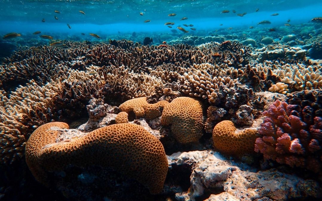 Un mare da salvare: come il cambiamento climatico rischia di estinguere la fauna marina