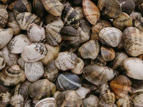Esistono alcune buone abitudini da seguire per far sì che le vongole mantengano fresco il loro sapore: scoprile ora! Vongole