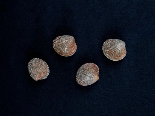 Pulire per bene i tartufi di mare è importantissimo: scopri come farlo! Tartufi di mare