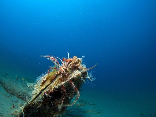 Pinna Nobilis