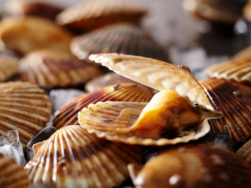 Canestrelli di mare