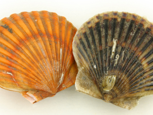 Canestrelli di mare