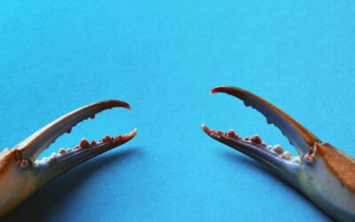 Granchio blu: tutto ciò che c’è da sapere sul crostaceo che mette in pericolo le acque italiane