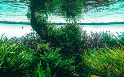 Acidificazione degli oceani: perché rappresenta un’insidia per le creature marine?