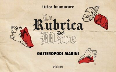 Quali sono i Gasteropodi marini?