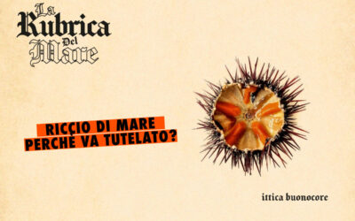 Riccio di mare: perché va tutelato