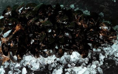 5 curiosità sulle cozze: dal Paleolitico alla nostra tavola