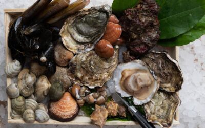 Impiattare i frutti di mare: quando la cucina diventa arte