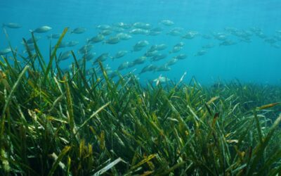 Prateria di Posidonia Oceanica